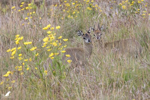 Oréotrague, petite antilope vivant dans la montagne