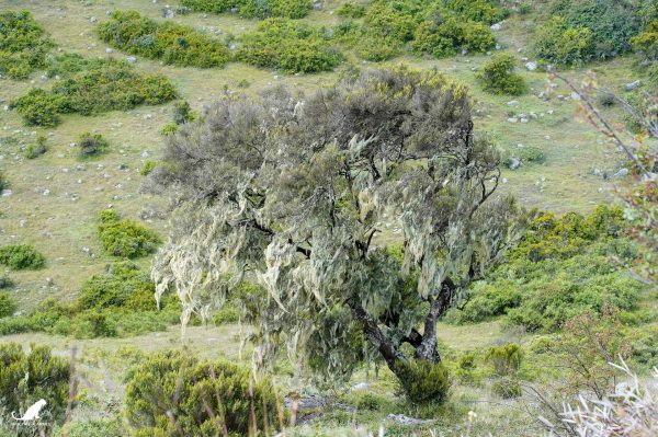 Les arbres sont colonisés par les lichens