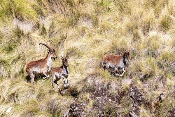 Bouquetin - Ibex d'Abyssinie