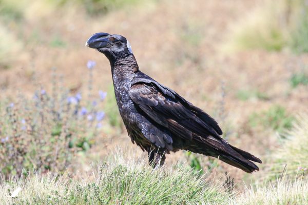 Corbeau corbivau