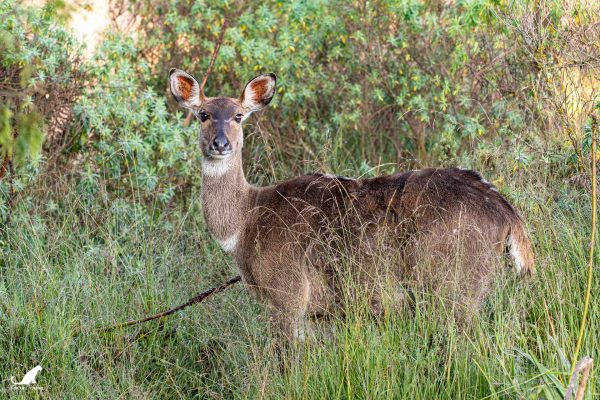 Nyala des montagnes