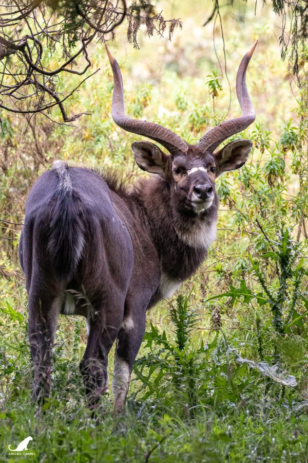 Nyala des montagnes mâle