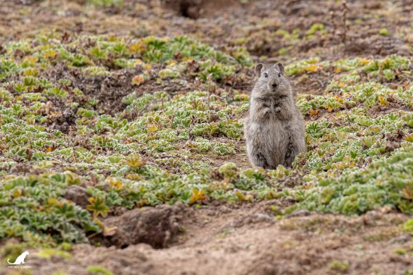 Rat des champs, nourriture des loups et des oiseaux de proie