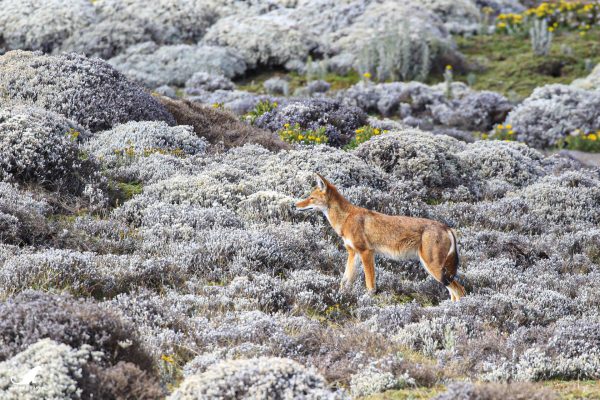 Loup dans son environnement