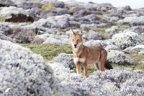 Jeune loup d'Abyssinie