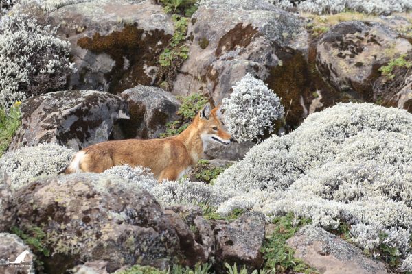 Le loup d'Abyssinie